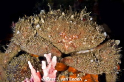 Master of my universe by Peet J Van Eeden 
